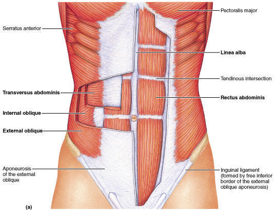 Lower Ab Fat